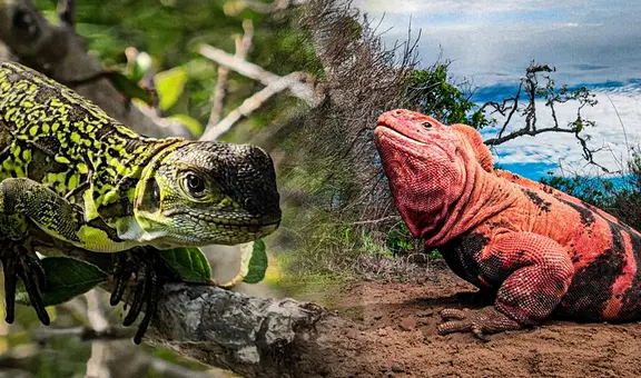 Descubren dos crías de iguana rosada de Galápagos y dan esperanza a esta especie en peligro crítico de extinción