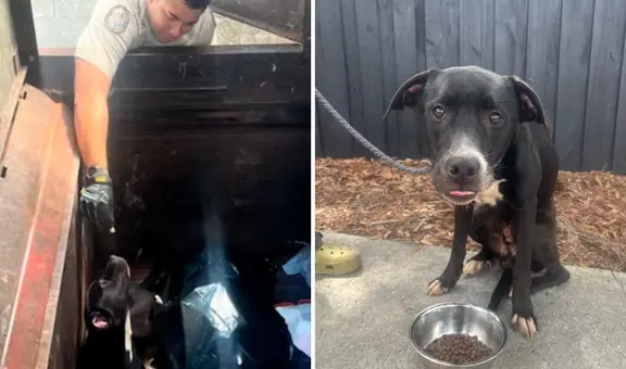 Pareja rescata a perrito de morir en compactador de basura: "Si nadie lo encontraba, habría sido su fin"