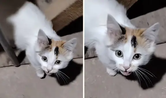 Gatito criado en granja maúlla como gallo y arrasa en TikTok: “Es bueno ser bilingüe”