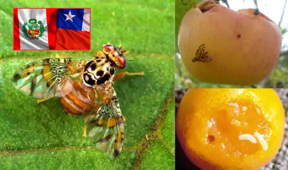 Chile acusa a Perú de permitir el paso de camiones contaminados con mosca de la fruta y exige medidas urgentes