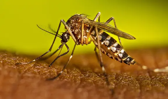 Científicos de EEUU crean una IA que identifica a los mosquitos transmisores del dengue y la malaria