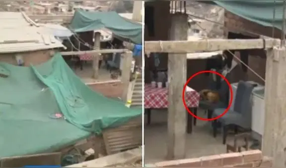 Niño de 9 años queda con el rostro comprometido tras ataque de perros en San Juan de Lurigancho