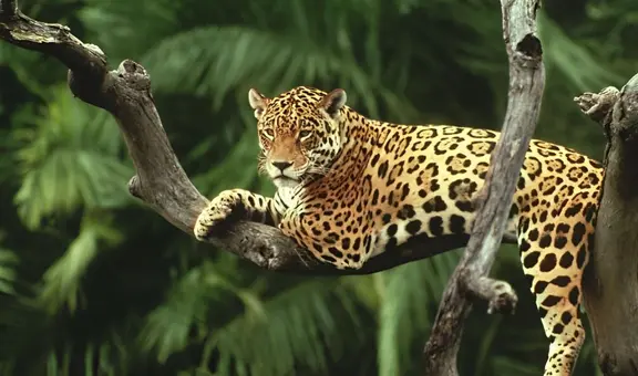 El felino con la mordida más mortal del planeta habita en Latinoamérica y ha sido venerado desde tiempos ancestrales