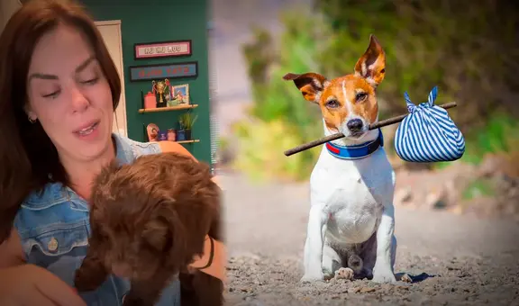 Mujer adopta cachorro y lo devuelve a las pocas horas de tenerlo en Inglaterra: “Cometí un gran error"