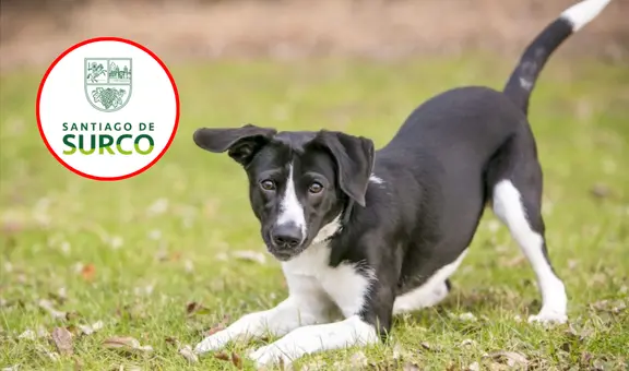 Municipalidad de Surco identifica y formaliza denuncia contra presunto autor de envenenamiento de ocho perros