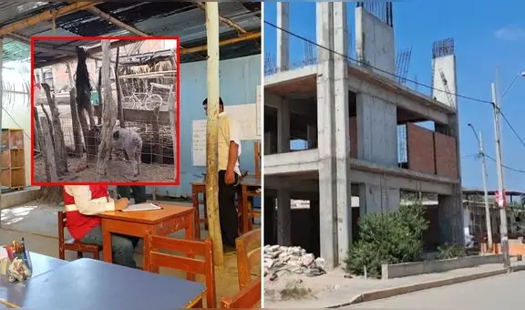 Paralizan obras de colegio en Piura y escolares deben estudiar en local aledaño a criadero de chanchos: "Están expuestos a enfermedades"