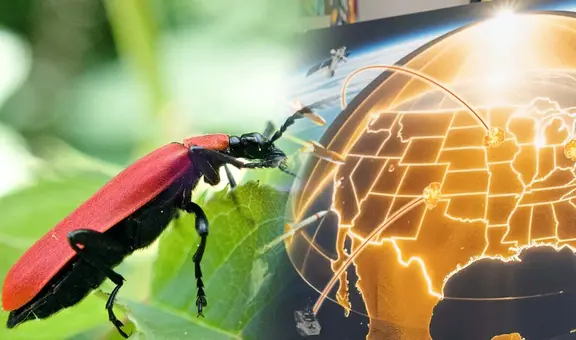 Científicos chinos crean sensor infrarrojo 20.000 veces más rápido que el de Estados Unidos: el secreto está en un escarabajo