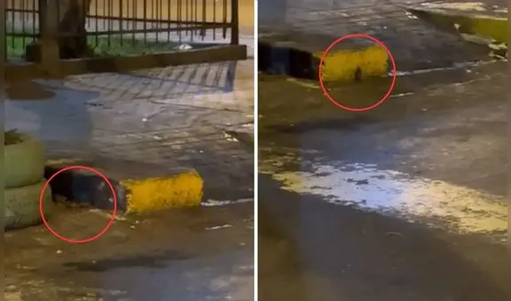 Vecinos de Cercado de Lima conviven con roedores en parque y piden intervención municipal: "Todos los años esta porquería"