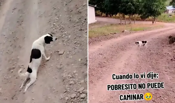 Astuto perrito finge estar lastimado, pero se aleja y camina normal: "Ni mi ex me engañó tanto"