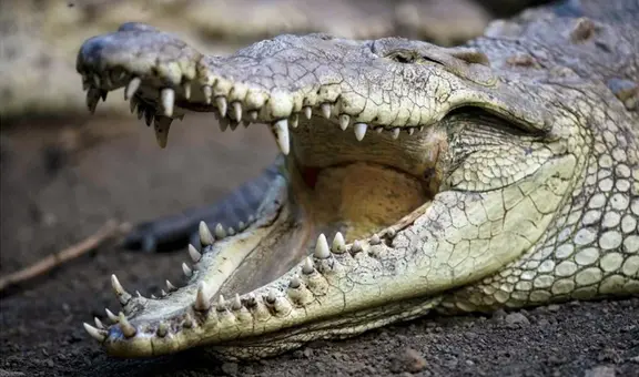 Menor cayó desde puente peatonal hacia una zona de cocodrilos en México: autoridades siguen en su búsqueda