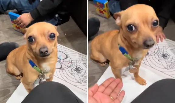 Estadounidense adopta a un perrito chihuahua y se da cuenta que solo le entiende cuando le habla en español