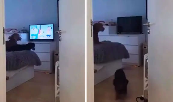 Perritos se molestan y ladran a su dueño cuando les apaga el televisor mientras veían sus dibujos favoritos