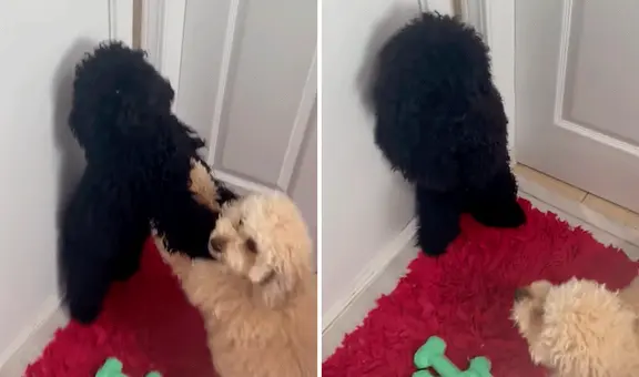 Mujer encuentra a sus perros peleando y tiene que intervenir: "Ustedes son hermanos"