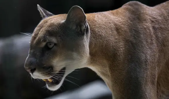 Puma ataca a niño de 4 años a la vista de sus padres en un parque en Estados Unidos