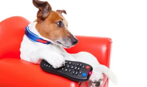 La personalidad de tu perro determina qué ve y cómo reacciona a la televisión, según estudio científico