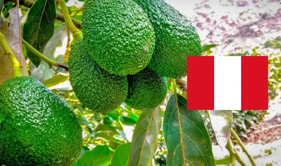 ¡Histórico! Palta peruana rompe récord en exportaciones: aumentó un 32% en comparación al 2024