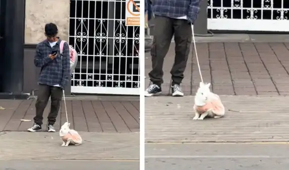 Joven peruano enternece al pasear a su linda conejita con vestido por Miraflores y en redes se emocionan: "Son las mejores mascotas"