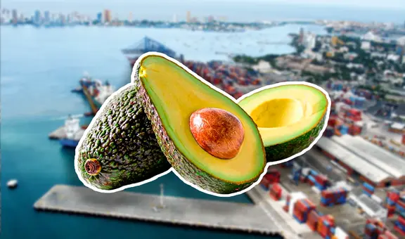 Este es el país de Sudamérica que rompe récord mundial de exportación de palta en lo que va del 2025
