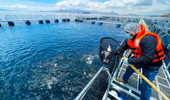 Formalización pesquera avanza: más de mil operadores obtienen habilitación sanitaria en 2025