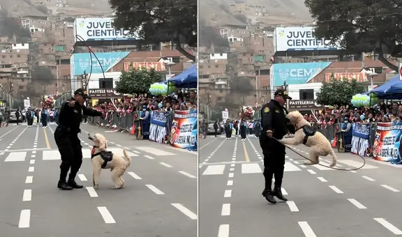 Policía roba la atención en desfile de El Agustino al hacer saltar a su perro entrenado