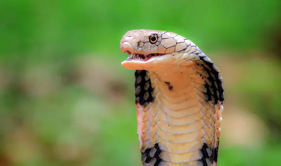 Niño de un año mordió una serpiente en la India y terminó matándola: menor se desmayó y fue llevado al hospital