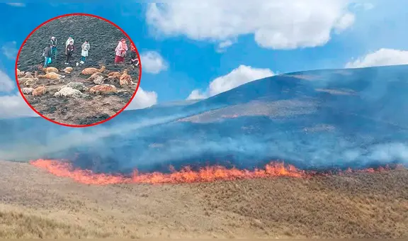 Incendio forestal deja 70 alpacas heridas y arrasa con 450 hectáreas en Puno