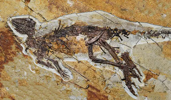 Un nuevo fósil revela que los dinosaurios no rugían como lo imaginábamos, sino que cantaban como los pájaros