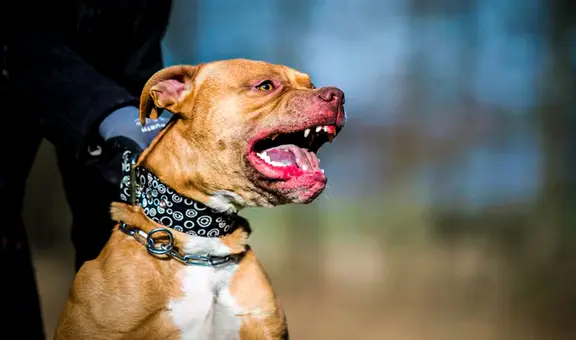 Muere un niño de 7 años en brutal ataque de 9 perros pitbulls mientras abuela intentaba defenderlo: sacrificaron a caninos en Alabama
