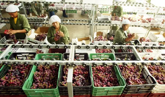 Exportaciones de frutas peruanas suman más de US$2.300 millones por alta demanda de uvas, paltas y mangos
