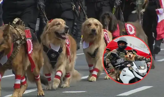 Usuarios reclaman ausencia de la policía canina en desfile de Fiestas Patrias: “Justicia para Chato"