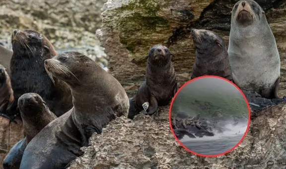 Terremoto en Rusia: usuarios graban huida de lobos marinos al mar segundos antes del sismo de magnitud 8,8