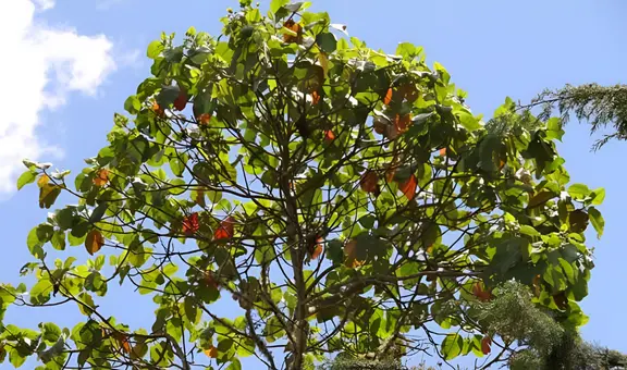¿Qué beneficios tiene la quina? El Minsa revela el poder medicinal de este árbol emblemático del Perú
