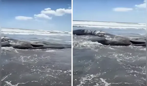 Impactantes imágenes muestran ballenas varadas en Japón tras devastador terremoto de magnitud 8.8 en Rusia
