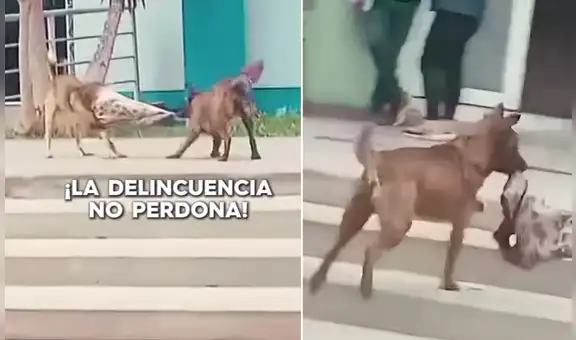 Perrito fue captado robando la ropa de otro can y usuarios bromean: "Huyó como un verdadero criminal"