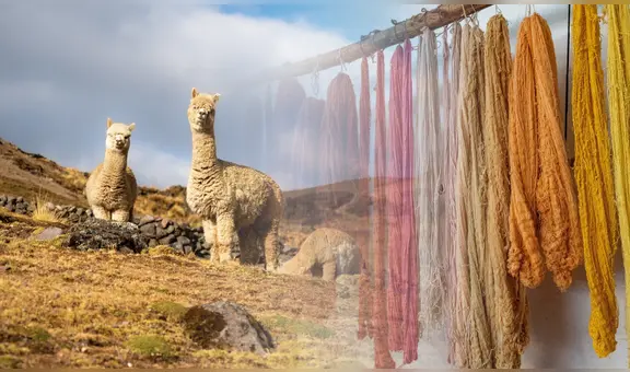 Exportaciones de fibra de alpaca crecieron 9,1% y ya suman US$88 millones: China, Italia y EE.UU. lideran demanda