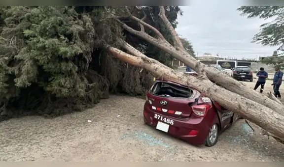 Tormenta de arena en Ica: automóvil es destrozado tras caída de enorme árbol por fuertes vientos