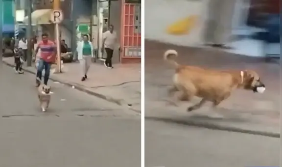 ¡El ladrón más adorable! Perrito roba comida a una joven y lo apodan 'el roba carne': "Por fortuna, nadie resultó herido"