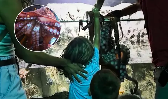 Niño de 6 años queda gravemente herido tras ser atacado por pulpo gigante en acuario de Texas, EEUU: animal no lo soltaba