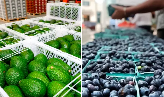 La palta y el arándano se consolidan en mercado francés: agroexportaciones peruanas crecieron en un 21%