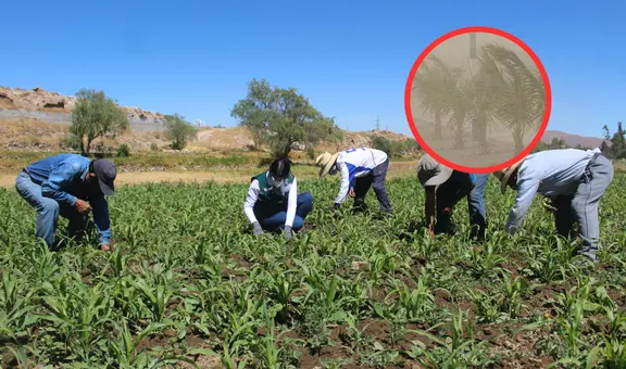 Seguro agrario en Arequipa: ¿cómo acceder a la cobertura tras los daños causados por los vientos extremos?