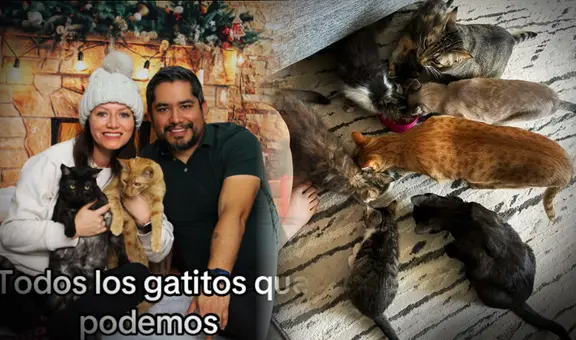 Pareja comparte su 'problema gatuno' y se ganan el corazón de los usuarios: "Ya conocí la envidia"