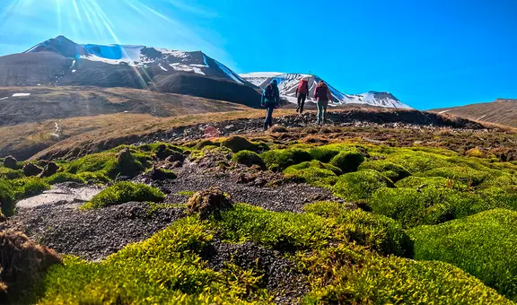 Unos científicos fueron al ártico en busca de la nieve, pero se encontraron con flores y lluvia