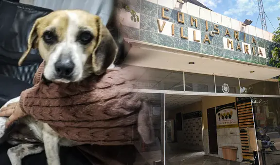 Piden justicia para perrita que fue víctima de violación sexual por hombre en Villa María del Triunfo