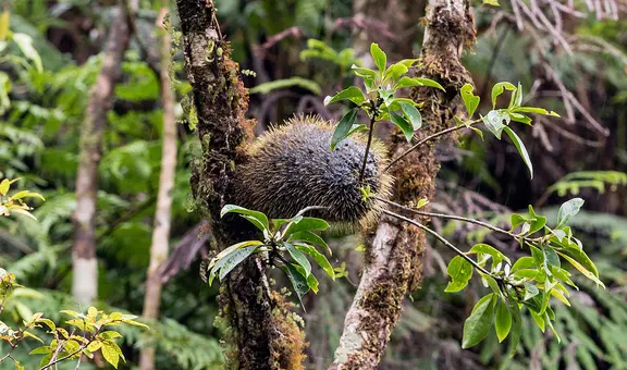 Una planta de la jungla construye ‘condominios’ para hormigas agresivas y evita que se pelean entre ellas