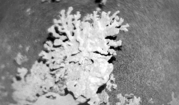 Un 'coral' de miles de millones de años fue encontrado en Marte por el rover Curiosity de la NASA