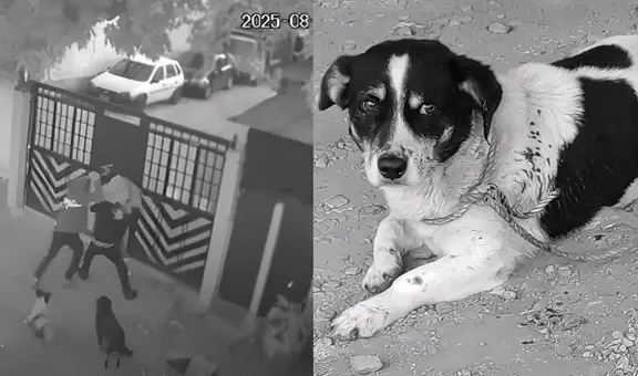 Héroe de cuatro patas: perro impide asesinato y salva a joven en Colombia