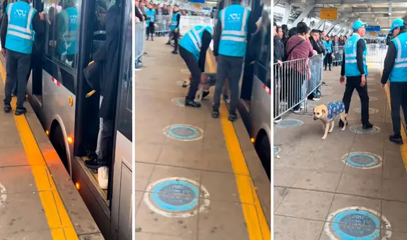 Trabajadores del Metropolitano sacan a perrita que se metió a bus y en redes bromean "No pagó su pasaje"