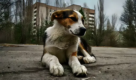 Científicos descubren en los perros de Chernobyl más de 390 genes únicos y casi inmunidad total al cáncer