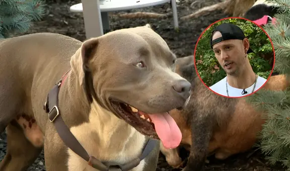 Pitbull héroe guía a un hombre hasta sus dueños inconscientes y les salva la vida en EEUU: “Un perro que los quiere mucho”