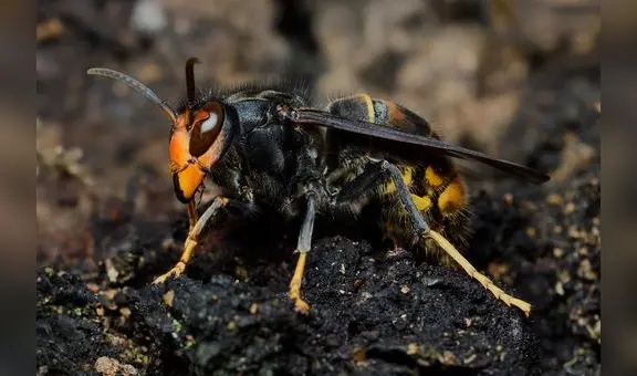 China desarrolla "abejas espía" que podrían ser usadas en casos militares: las controlan con agujas en su cerebro